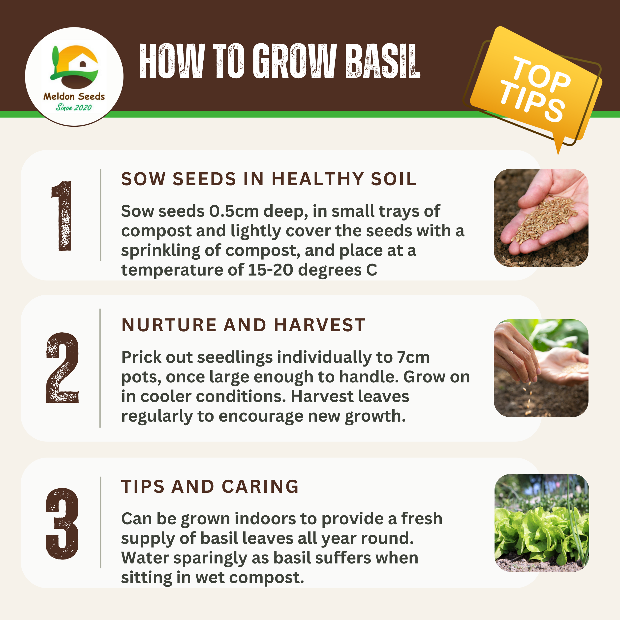 Basil British 100 Seeds