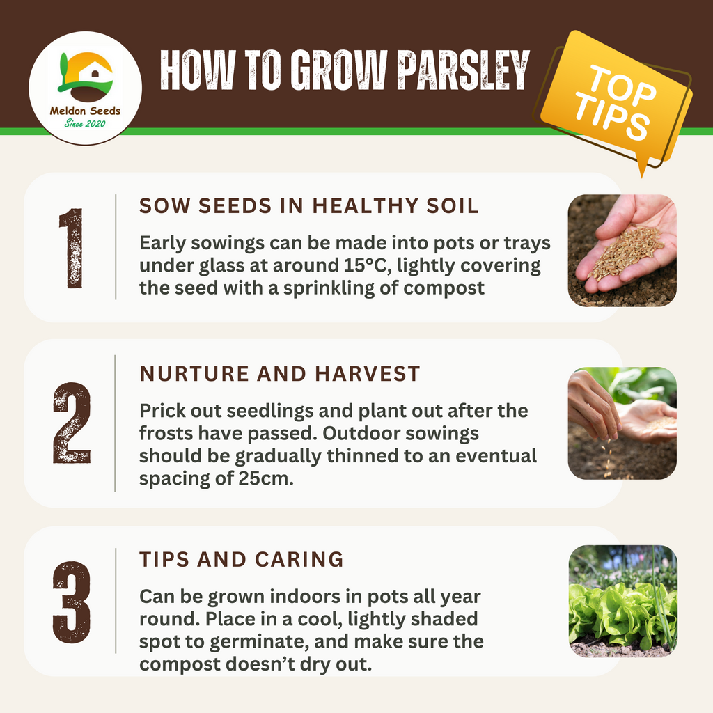 Parsley Triple Curled 500 Seeds
