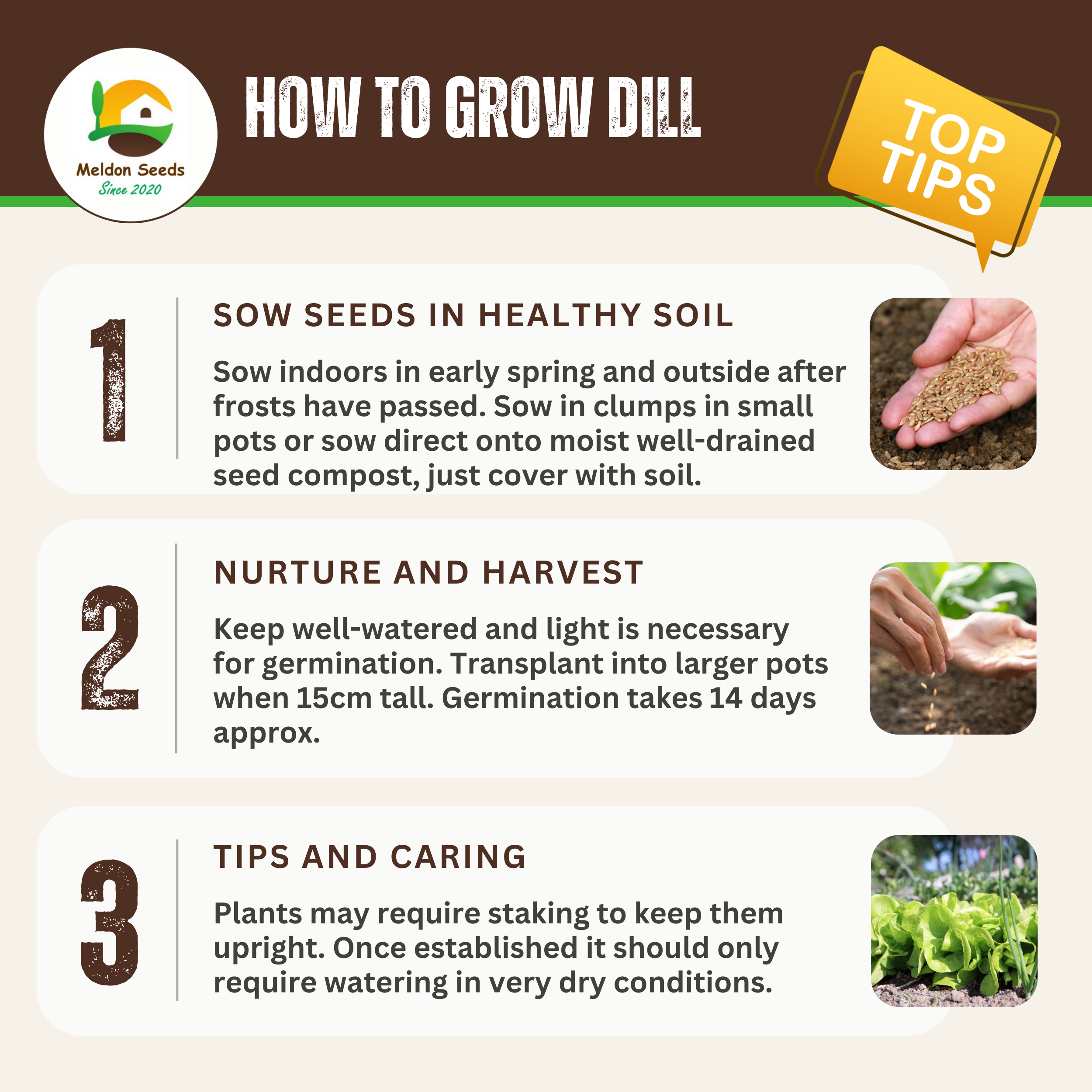 Dill Dukat 600 Seeds