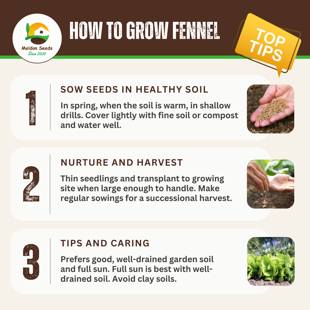 Fennel Herb 300 Seeds