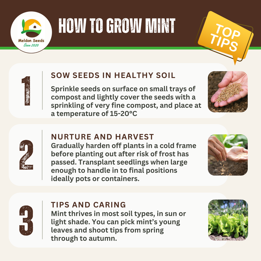 Garden Mint Seeds - 400 Fresh Herb Seeds