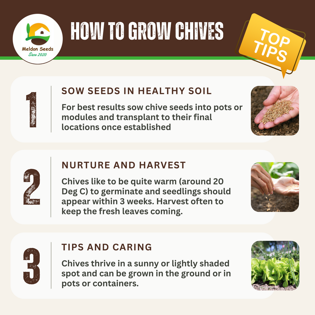 Chives Garlic 100 Seeds