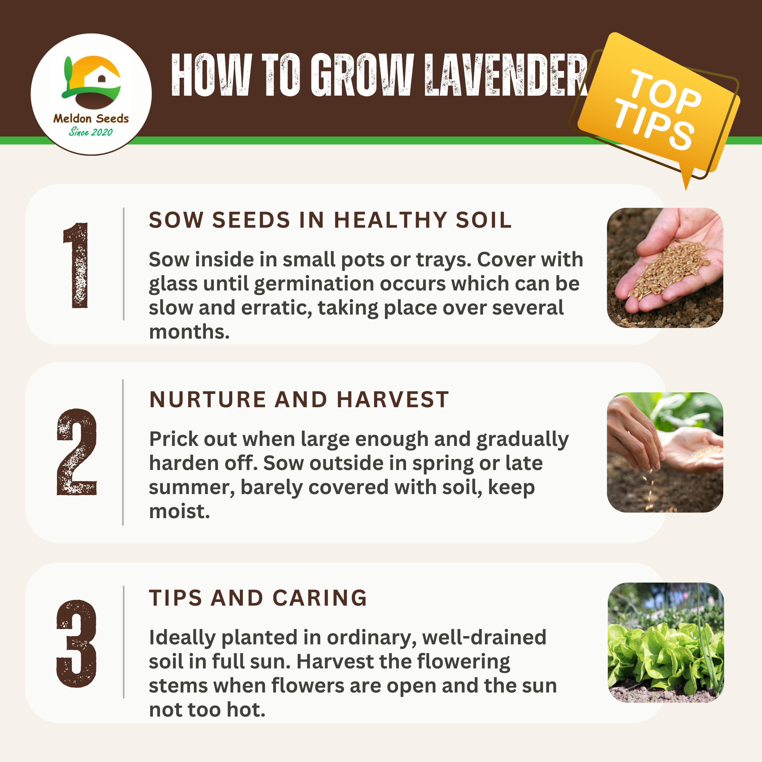 Lavender Vera 300 Seeds