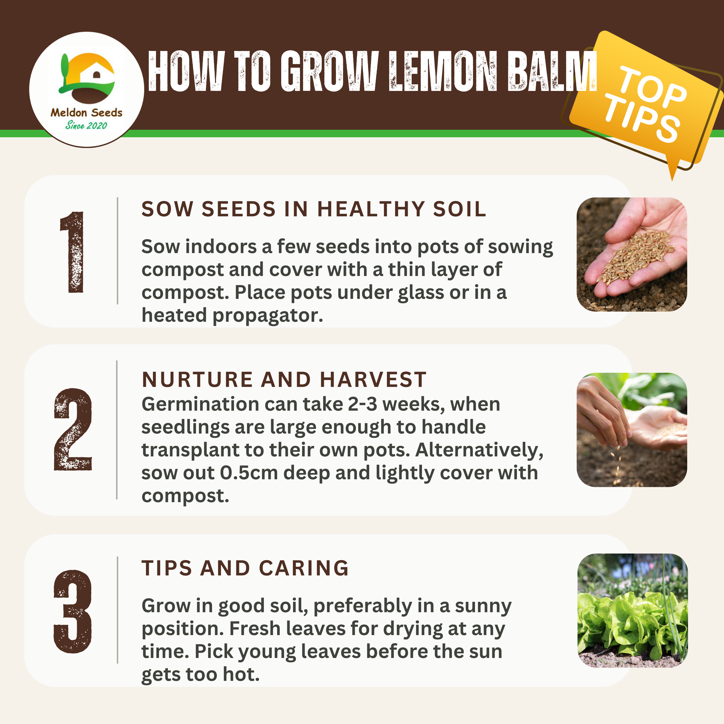 Lemon Balm 400 Seeds