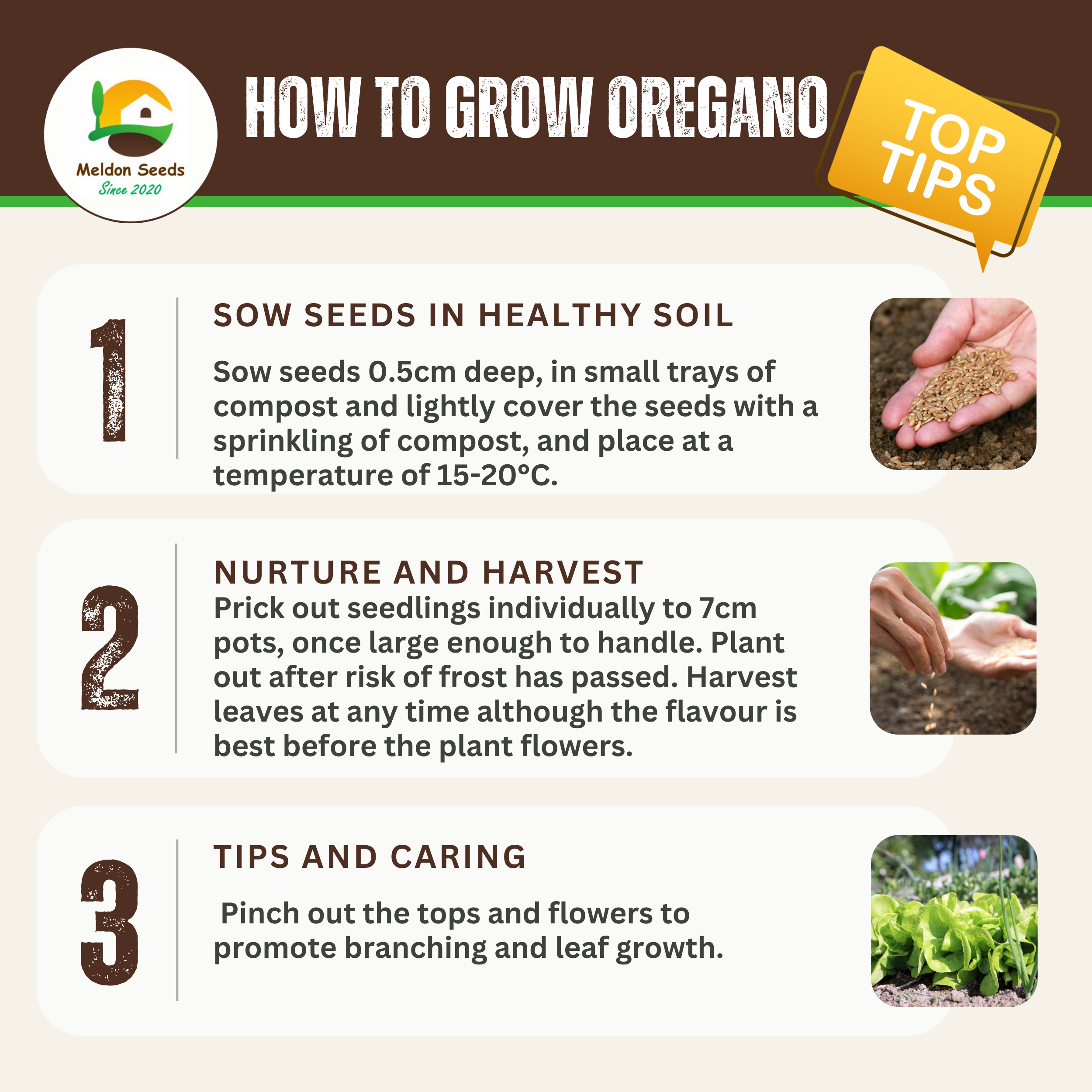 Oregano Greek 450 Seeds