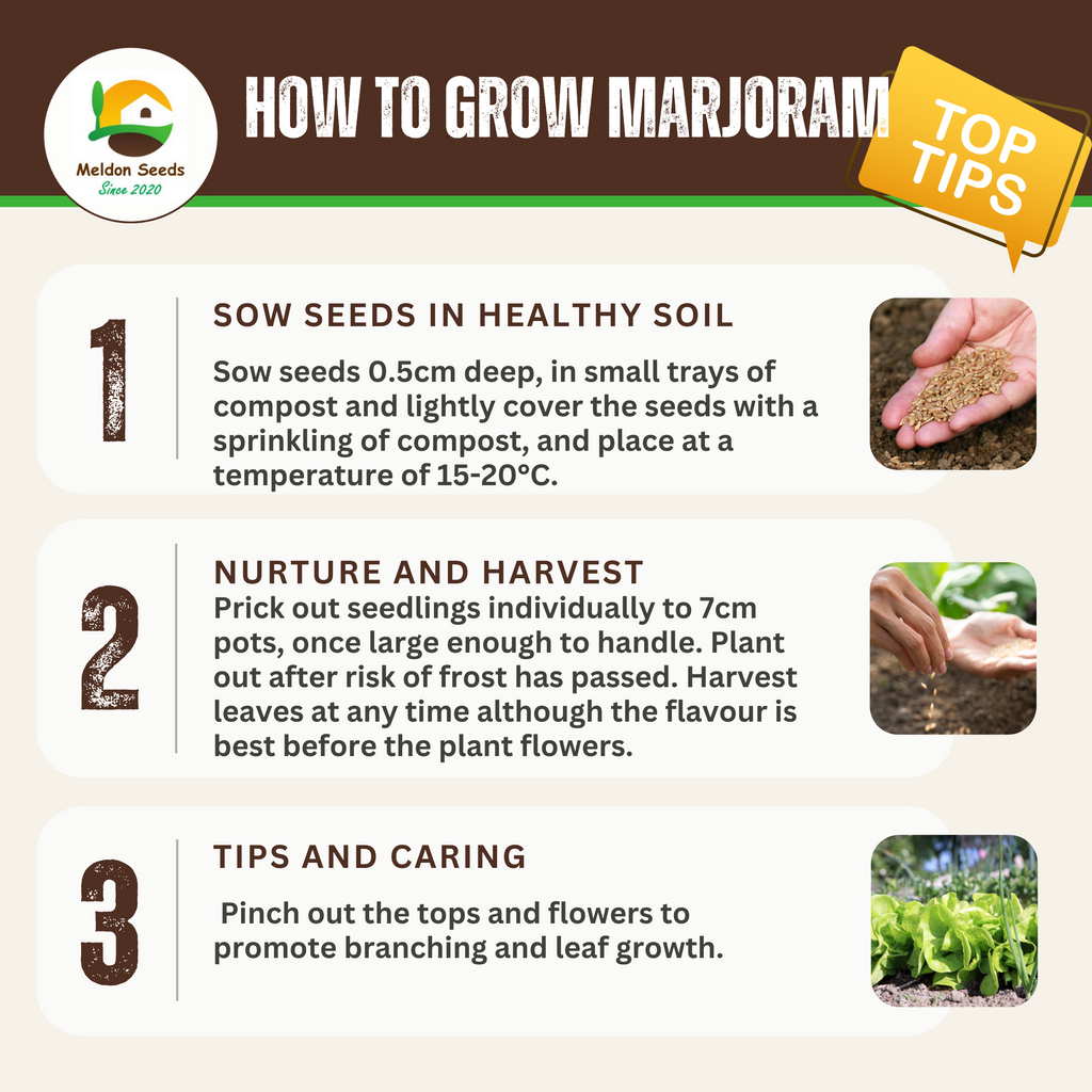 Marjoram Pot 500 Seeds