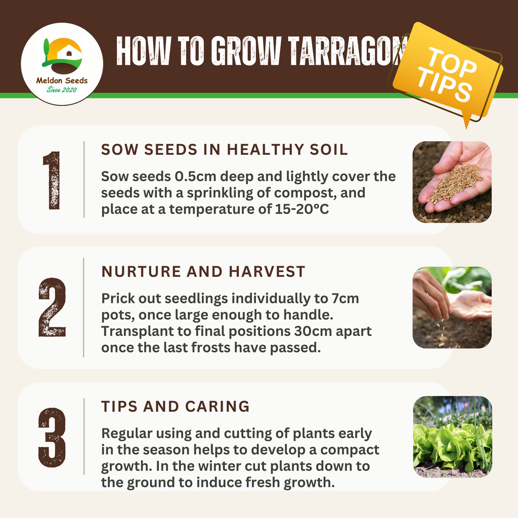 Tarragon Russian 300 Seeds