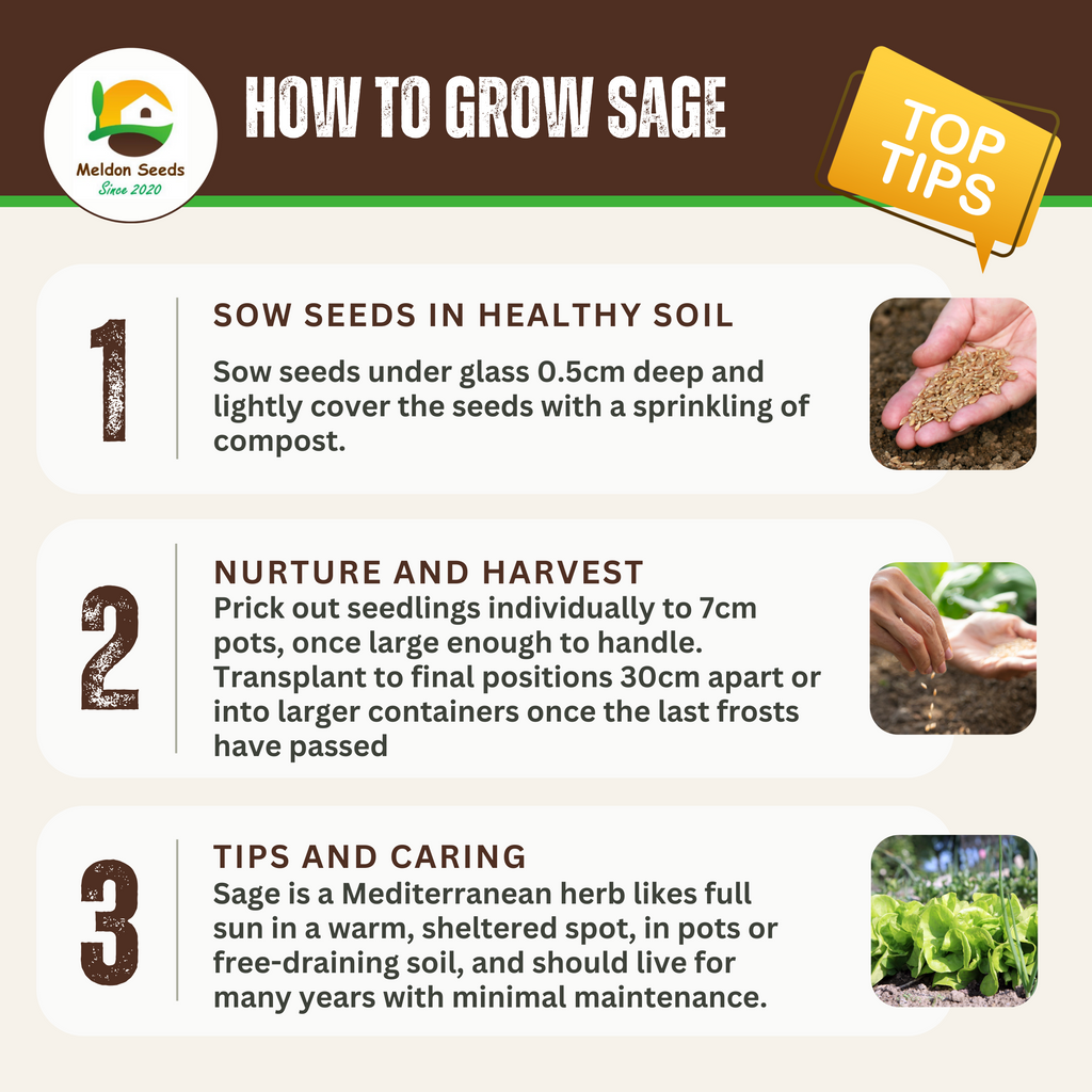 Sage 50 Seeds