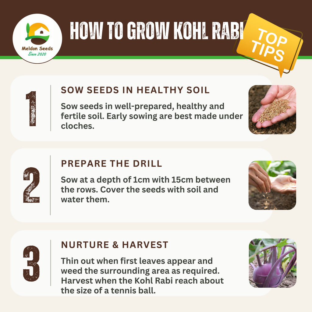 Kohl Rabi Seeds Purple Delicacy - 200 Fresh Kohlrabi Vegetable Seeds UK