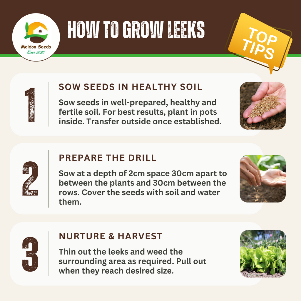 Leek Giant Winter 300 Seeds