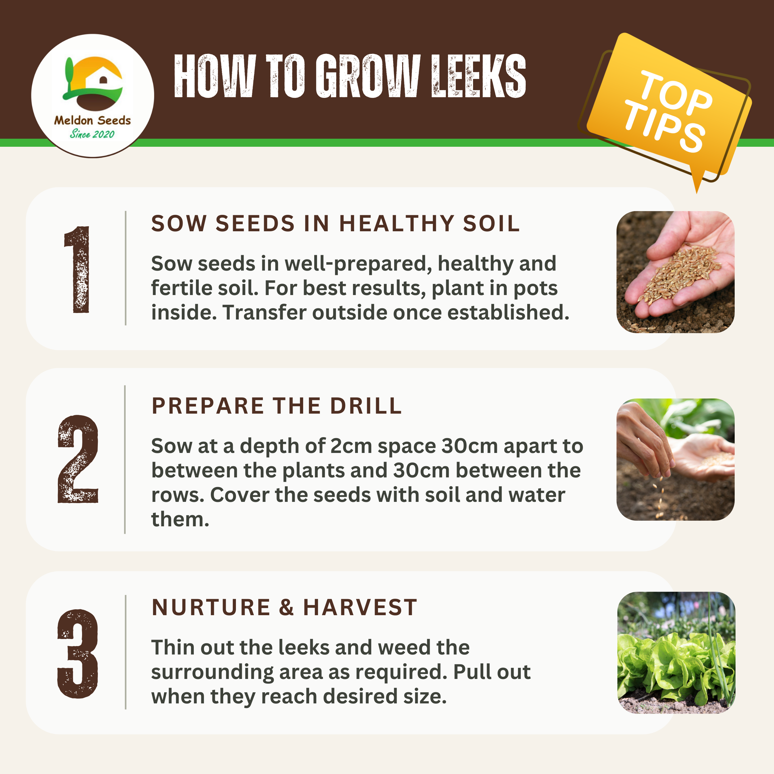 Leek Giant Winter 300 Seeds