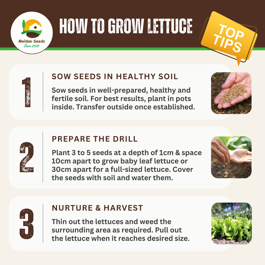 Lettuce Little Gem 500 Seeds