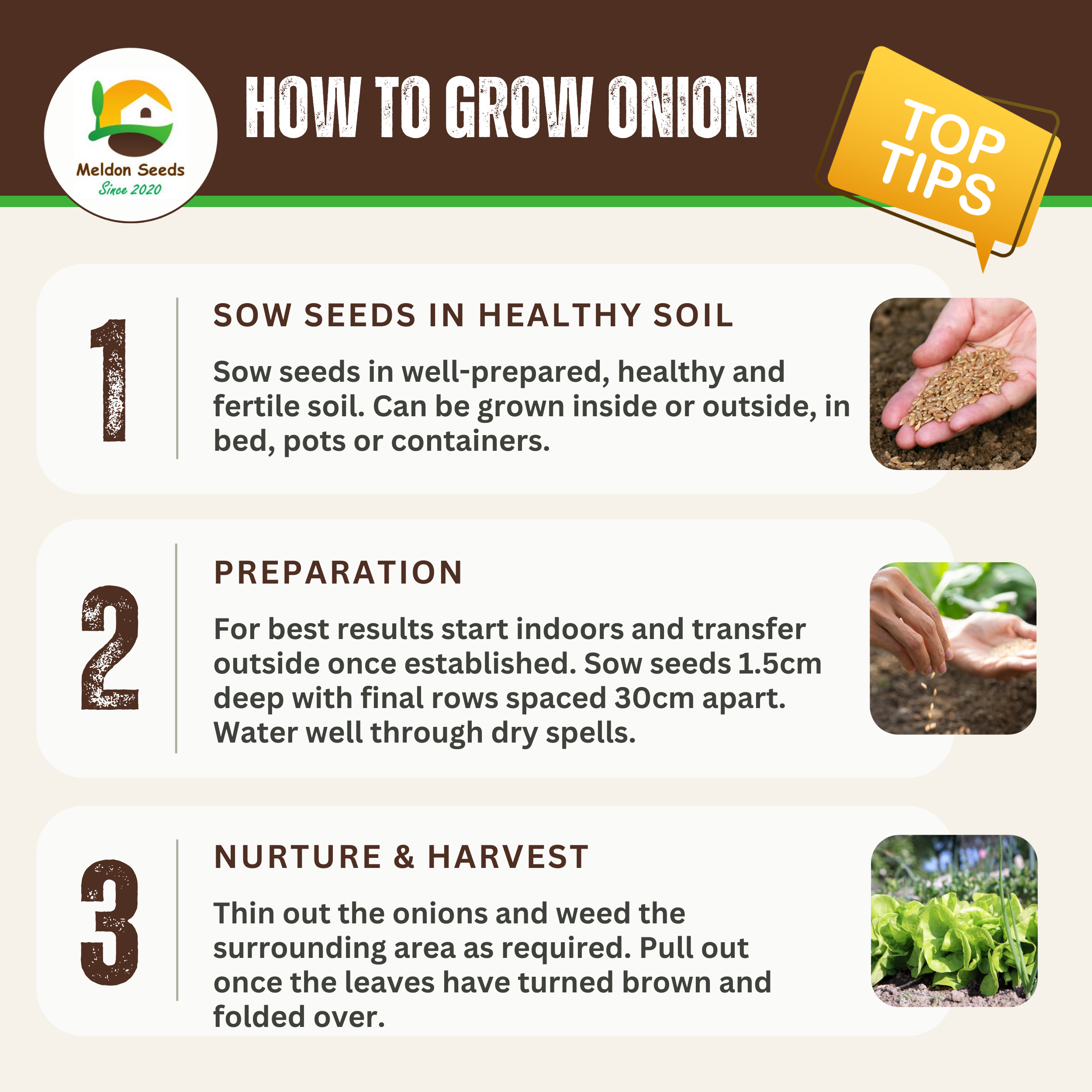 Onion Armstrong F1 140 Seeds