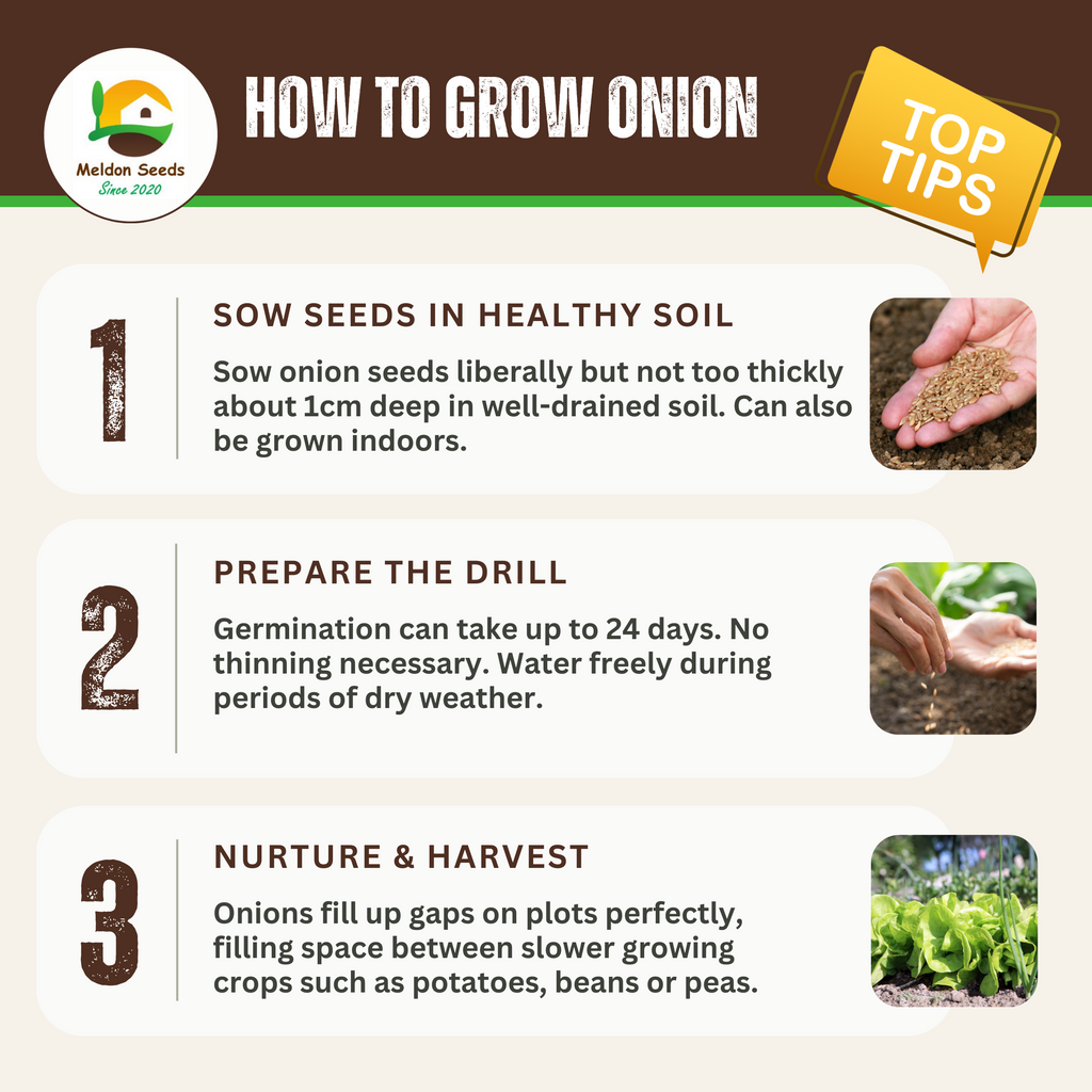 Onion Paris Silver Skin for Pickling x 200 Seeds