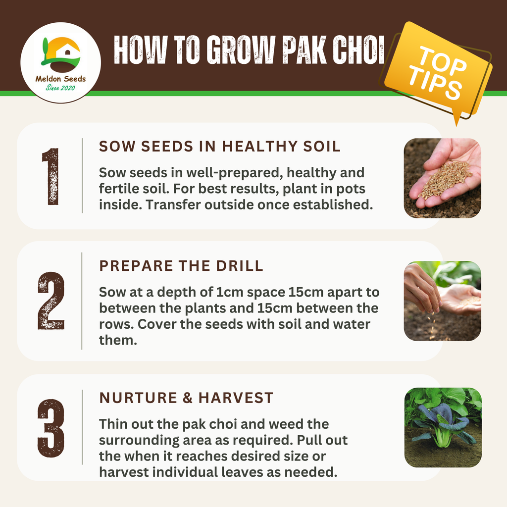 Pak Choi Seeds Red Choi F1 - 100 Fresh Seeds Bok Choy Chinese Cabbage Seeds UK