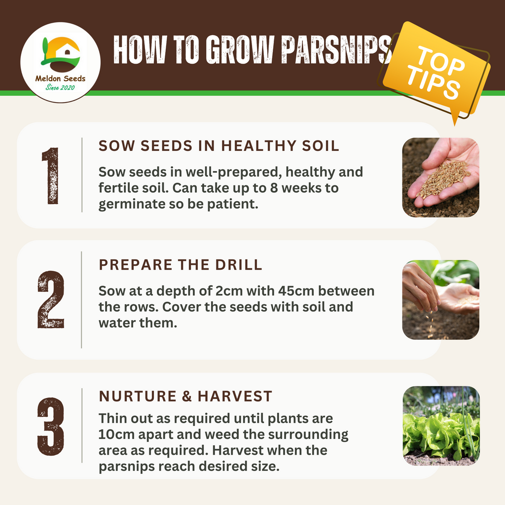 Parsnip Tender and True 400 Seeds