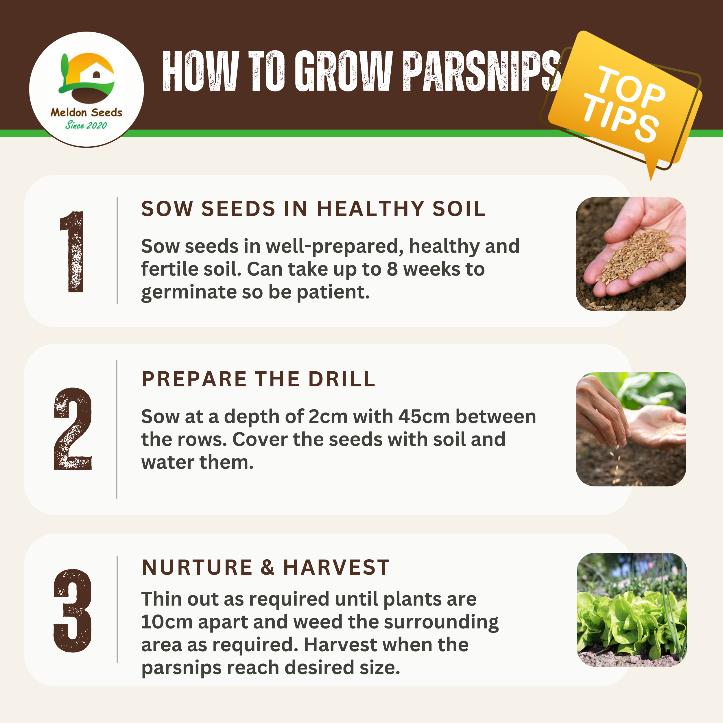 Parsnip Tender and True 400 Seeds