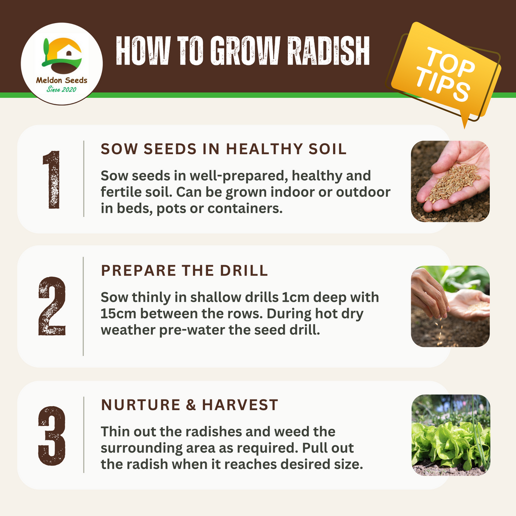 Radish Rainbow Mix 500 Seeds