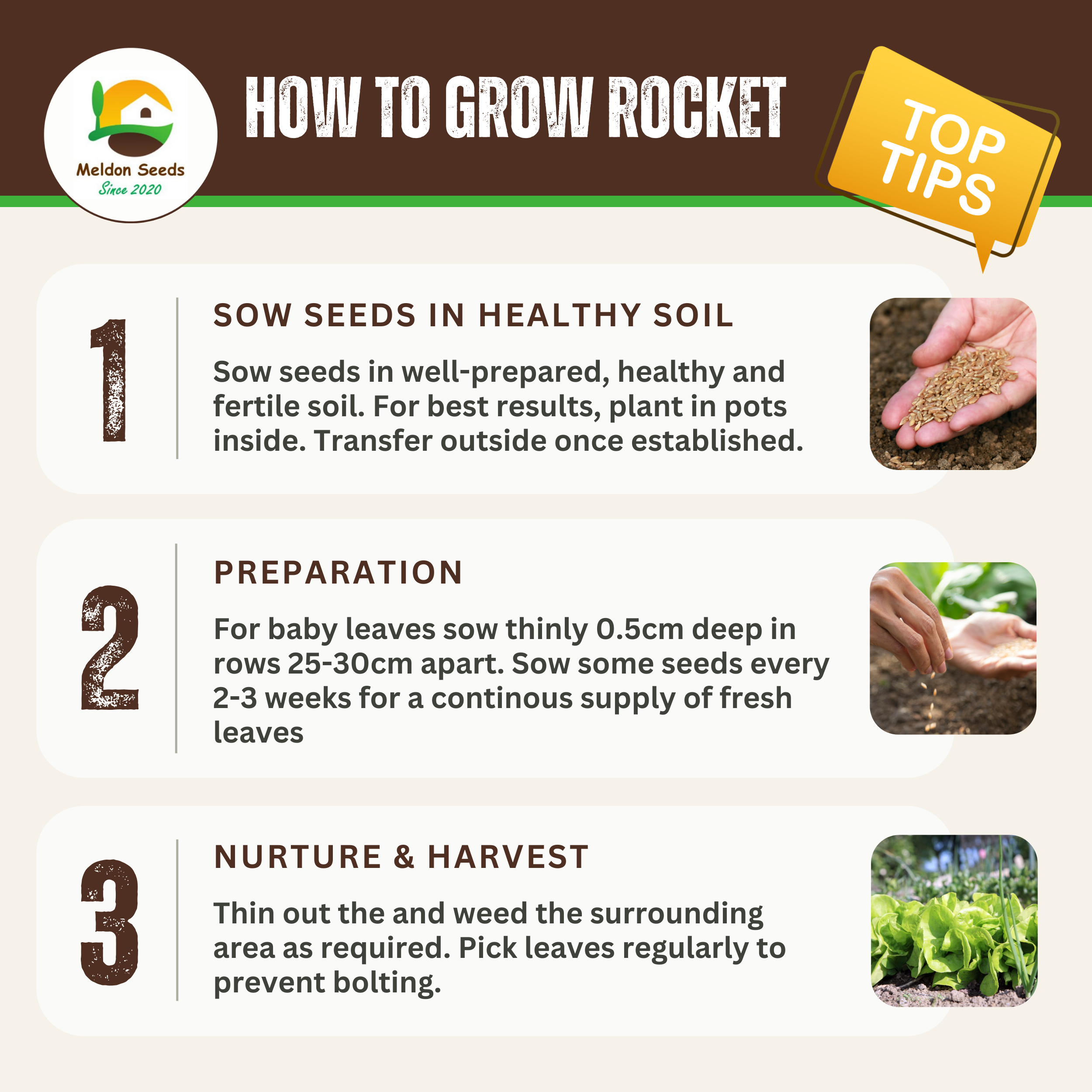 Rocket Salad 1000 Seeds
