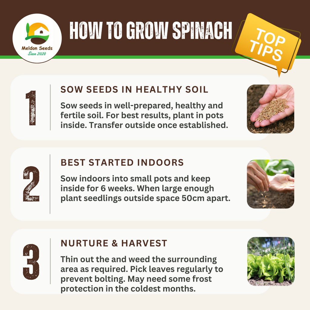 Giant Winter Spinach 150 Seeds