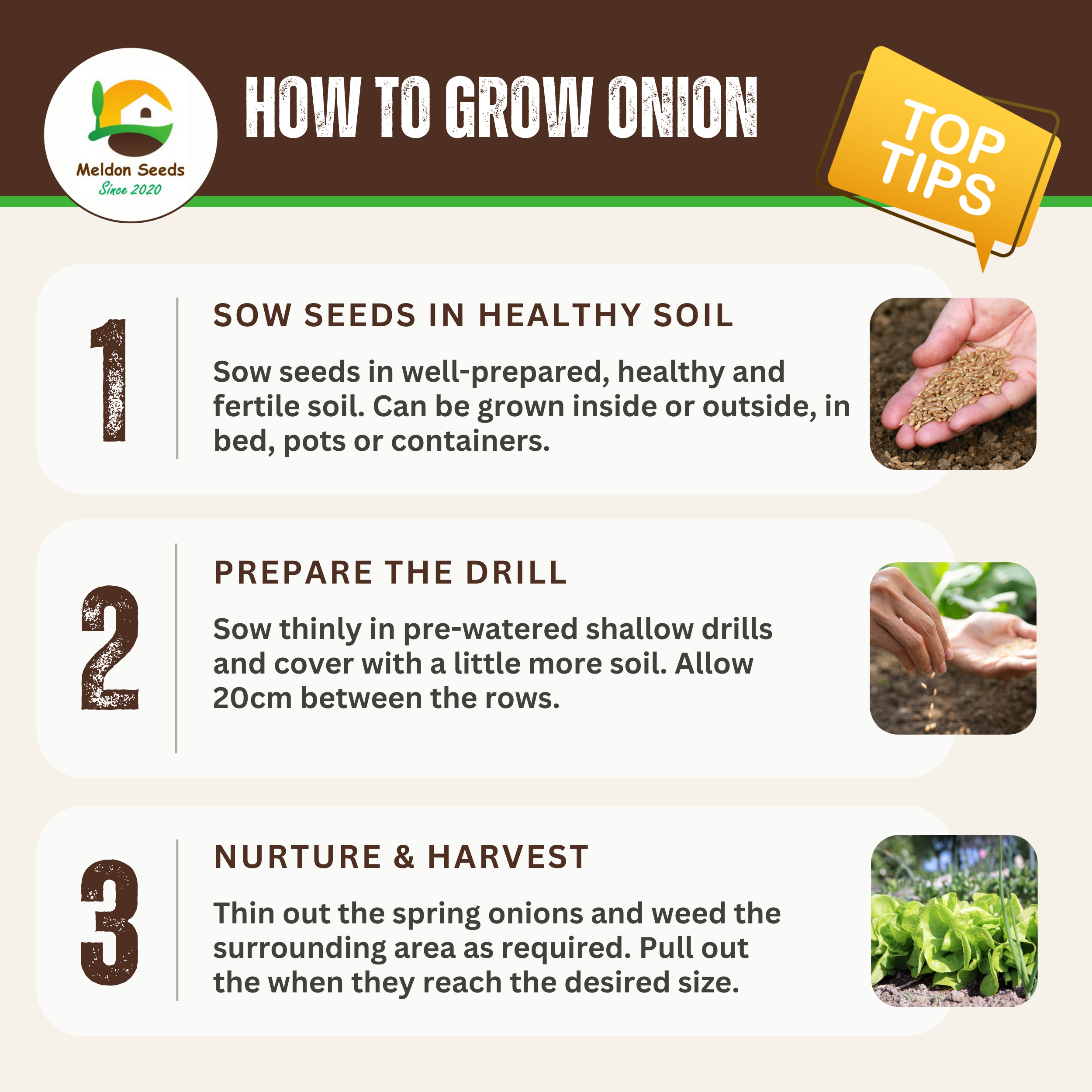 Red Spring Onion Lilia Purple Seeds x 250