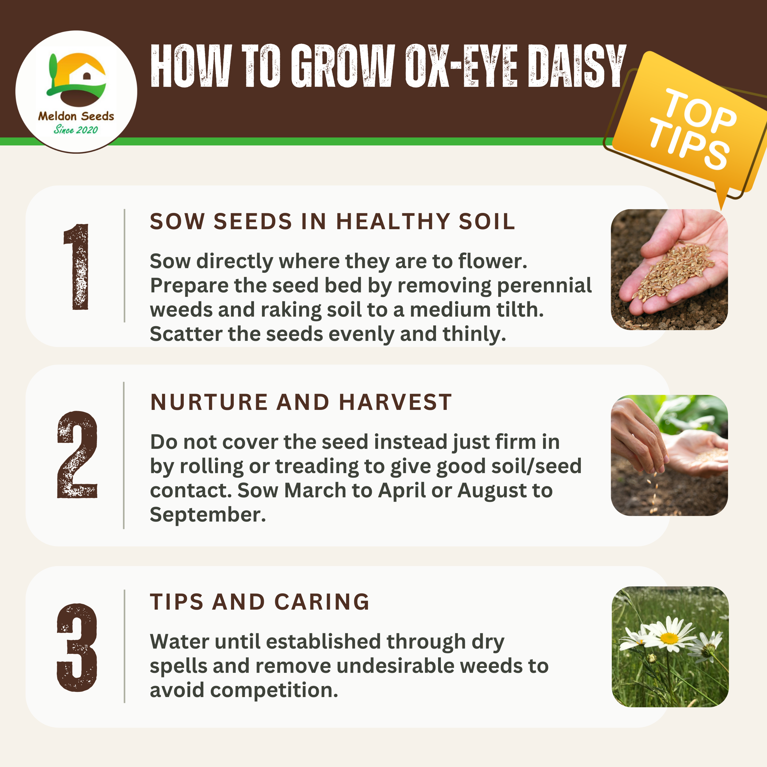 Ox-Eye Daisy Seeds - 1000 Native UK Wild Flower Seeds for Attracting Birds, Bees, Wildlife, Pollinators, Suitable for Planting and Growing Outdoors in Meadows, Fields, Gardens and Borders - Packed in The UK by Meldon Seeds