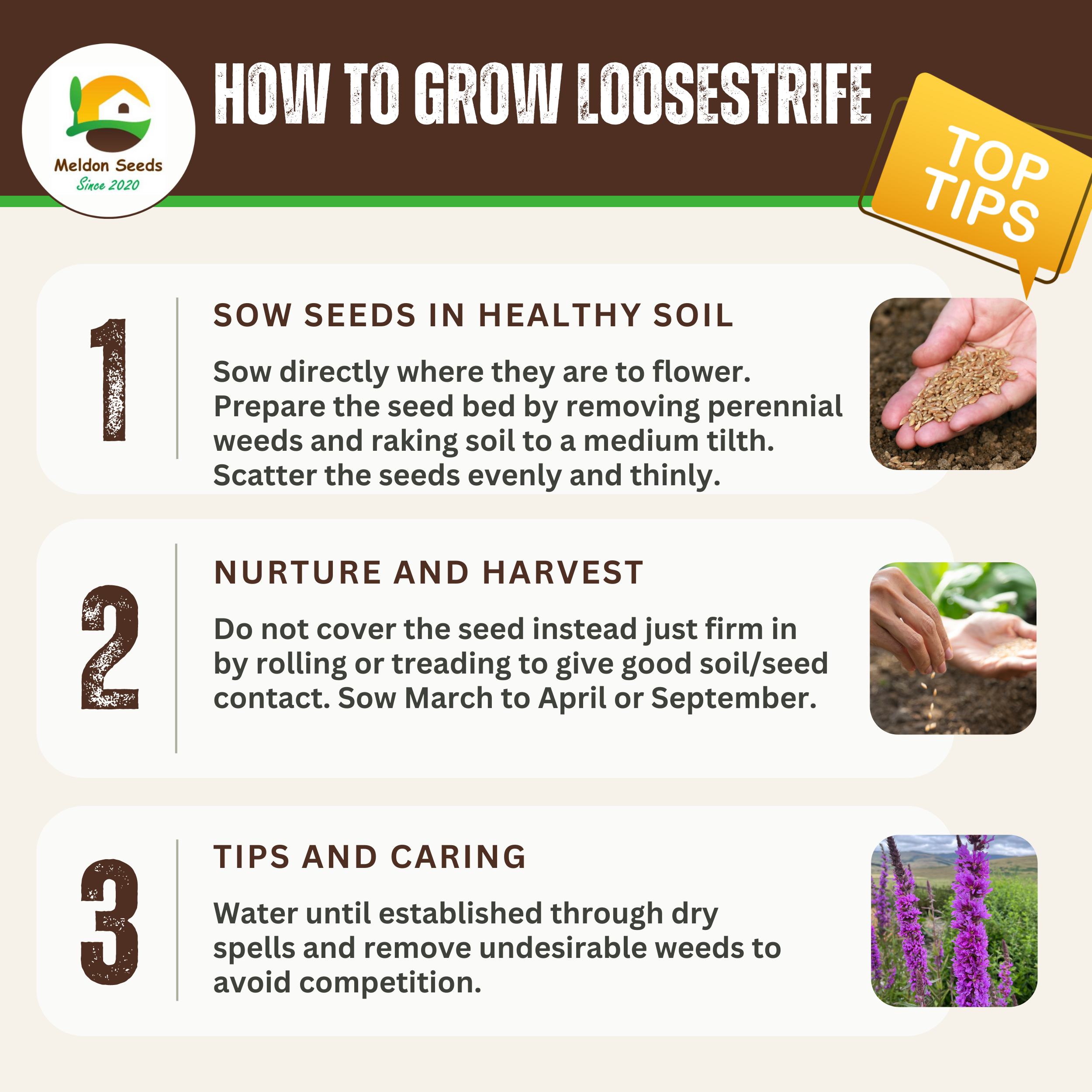 Purple Loosestrife Seeds - 1000 Native UK Wild Flower Seeds for Attracting Birds, Bees, Wildlife, Pollinators, Suitable for Planting and Growing Outdoors in Meadows, Fields, Gardens and Borders - Packed in The UK by Meldon Seeds