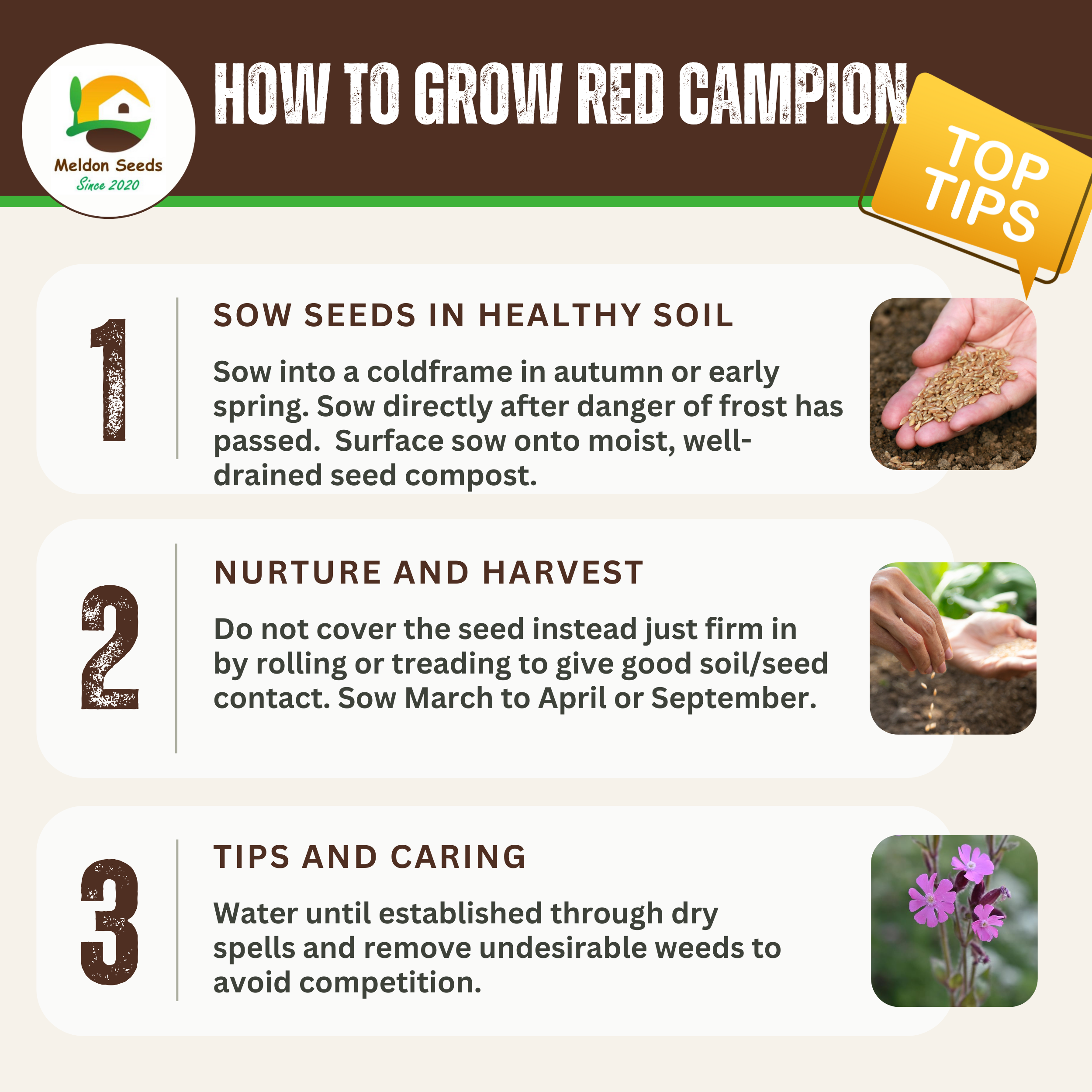 Red Campion Seeds - 200 Native UK Wild Flower Seeds for Attracting Birds, Bees, Wildlife, Pollinators, Suitable for Planting and Growing Outdoors in Meadows, Fields, and Gardens by Meldon Seeds