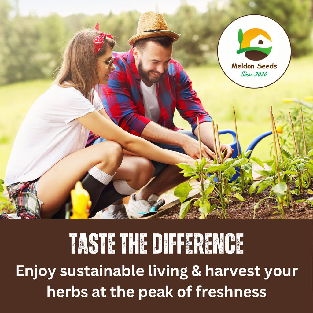 Applemint Seeds - 200 Fresh Herb Seeds