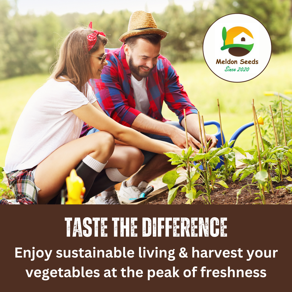 Organic Carrot Early Nantes 1000 Seeds