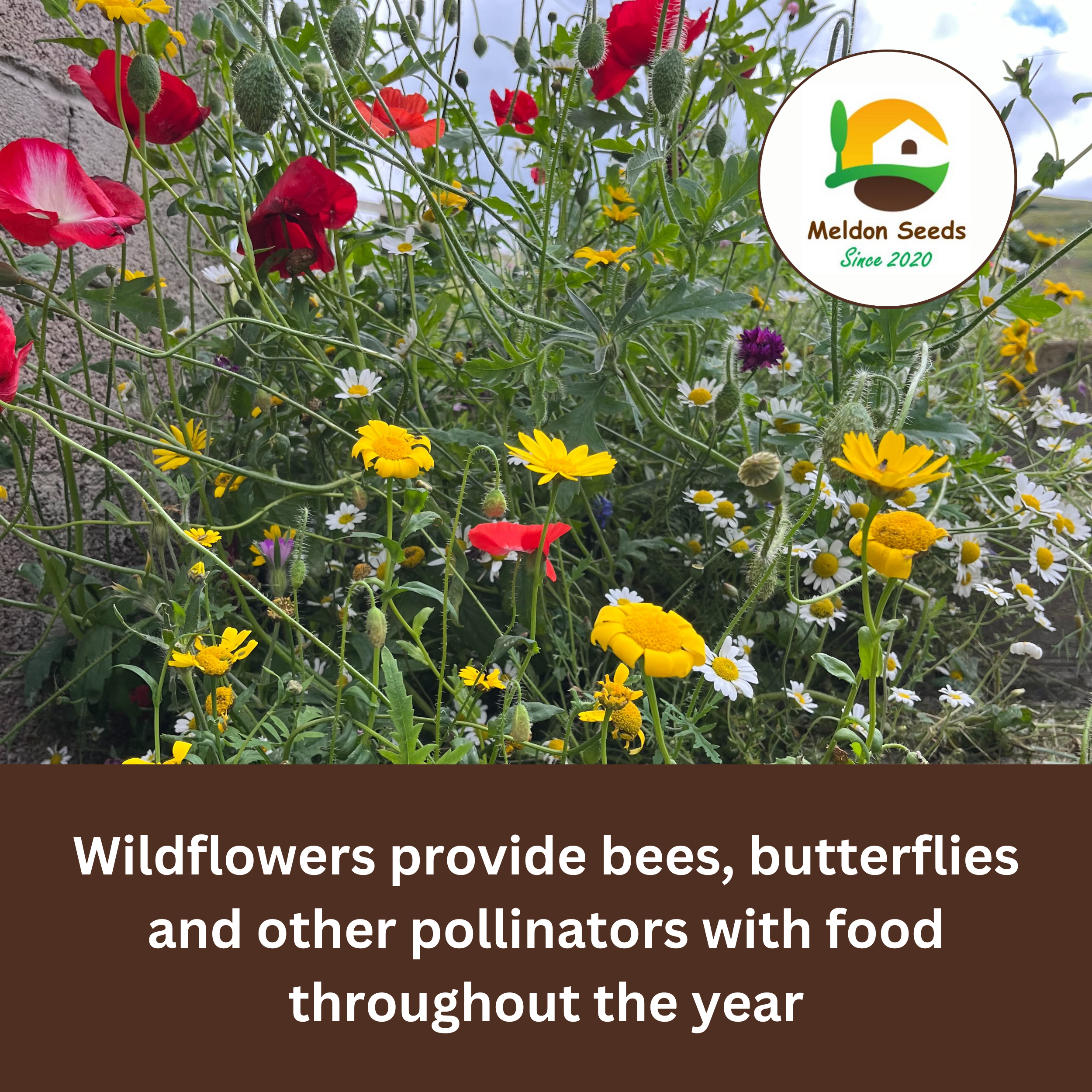 Ox-Eye Daisy Seeds - 1000 Native UK Wild Flower Seeds for Attracting Birds, Bees, Wildlife, Pollinators, Suitable for Planting and Growing Outdoors in Meadows, Fields, Gardens and Borders - Packed in The UK by Meldon Seeds