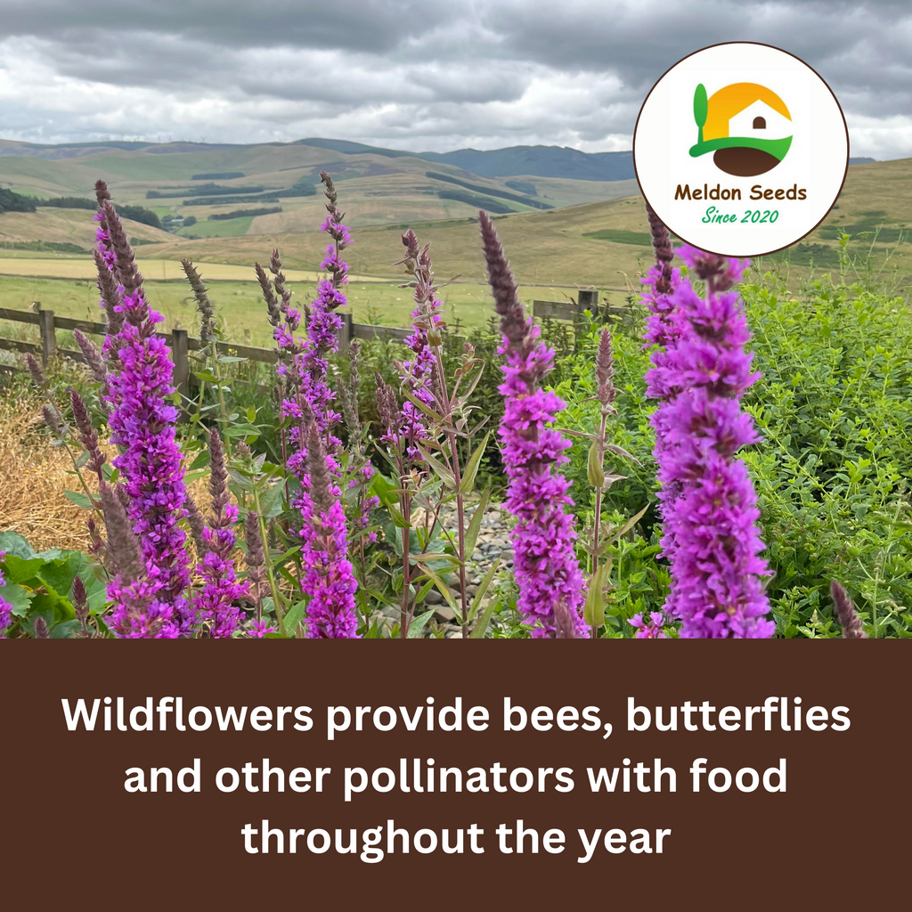 Purple Loosestrife Seeds - 1000 Native UK Wild Flower Seeds for Attracting Birds, Bees, Wildlife, Pollinators, Suitable for Planting and Growing Outdoors in Meadows, Fields, Gardens and Borders - Packed in The UK by Meldon Seeds