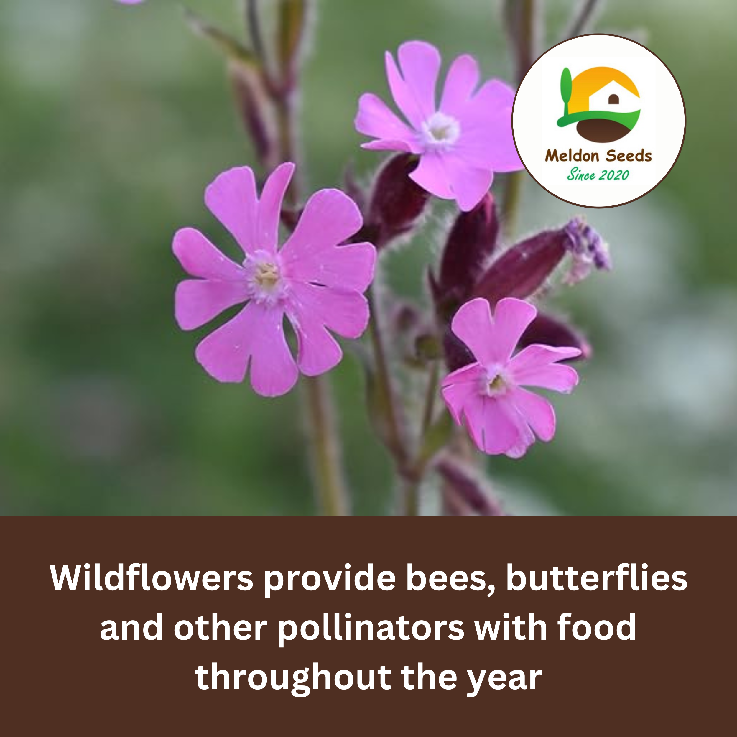 Red Campion Seeds - 200 Native UK Wild Flower Seeds for Attracting Birds, Bees, Wildlife, Pollinators, Suitable for Planting and Growing Outdoors in Meadows, Fields, and Gardens by Meldon Seeds