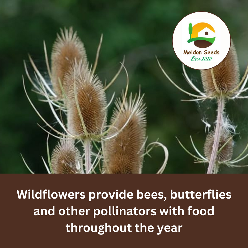Teasel Seeds - 80 Native UK Wild Flower Seeds for Attracting Birds, Bees, Wildlife, Pollinators, Suitable for Planting and Growing Outdoors in Meadows, Fields, Gardens and Borders by Meldon Seeds