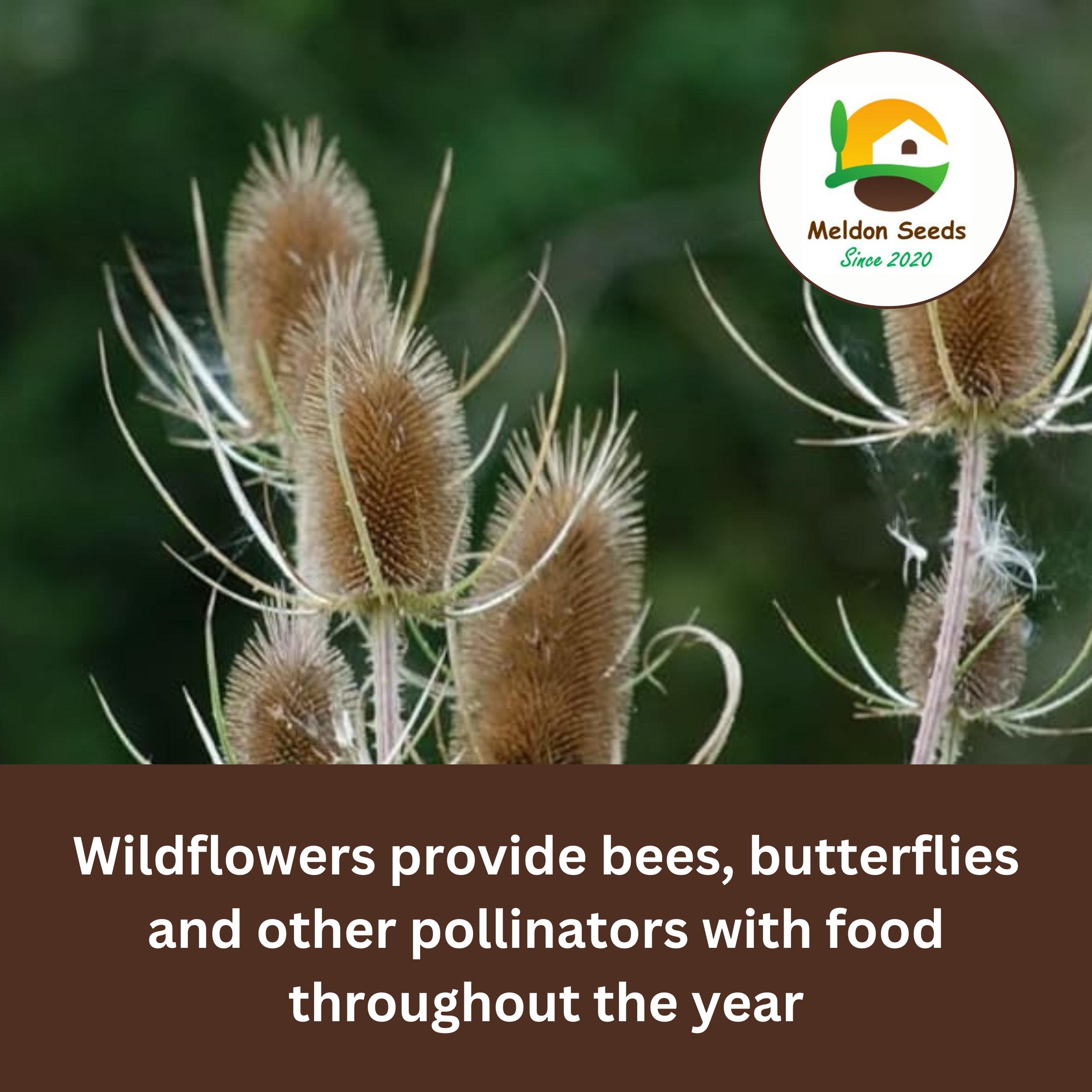 Teasel Seeds - 80 Native UK Wild Flower Seeds for Attracting Birds, Bees, Wildlife, Pollinators, Suitable for Planting and Growing Outdoors in Meadows, Fields, Gardens and Borders by Meldon Seeds