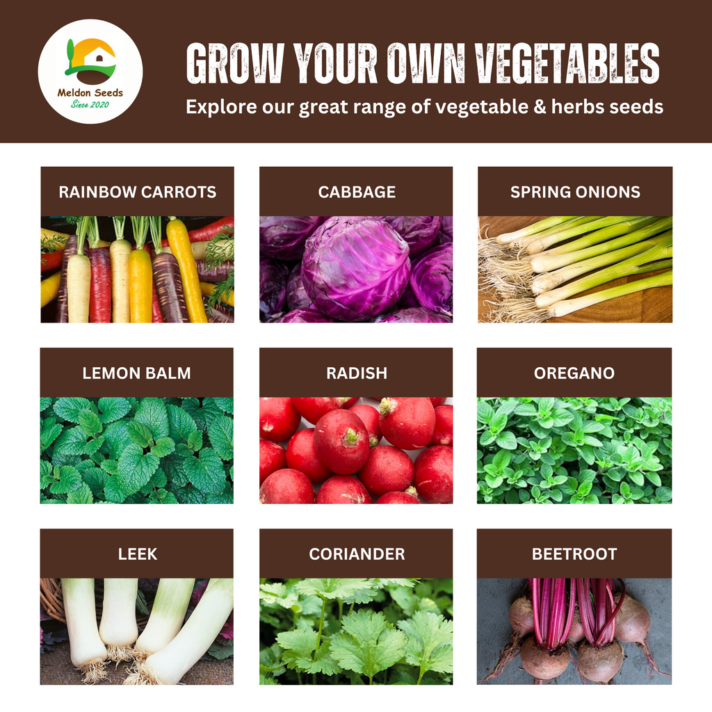 Organic Carrot Early Nantes 1000 Seeds