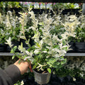 Euonymus fortunei 'Harlequin' 9cm / 1.5L / 2L