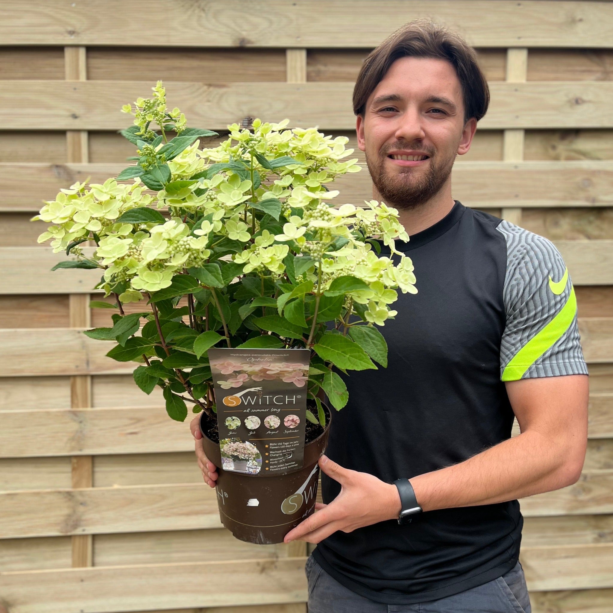 Hydrangea paniculata Switch 'Polestar' 'Ophelia' 9cm / 3L