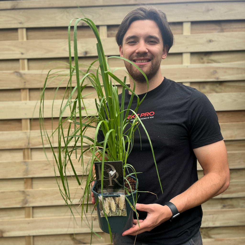 Cortaderia Selloana 'White Plume' 2L