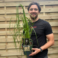 Cortaderia Selloana 'White Plume' 2L