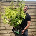Hydrangea paniculata 'Silver Dollar' 1.5/10L