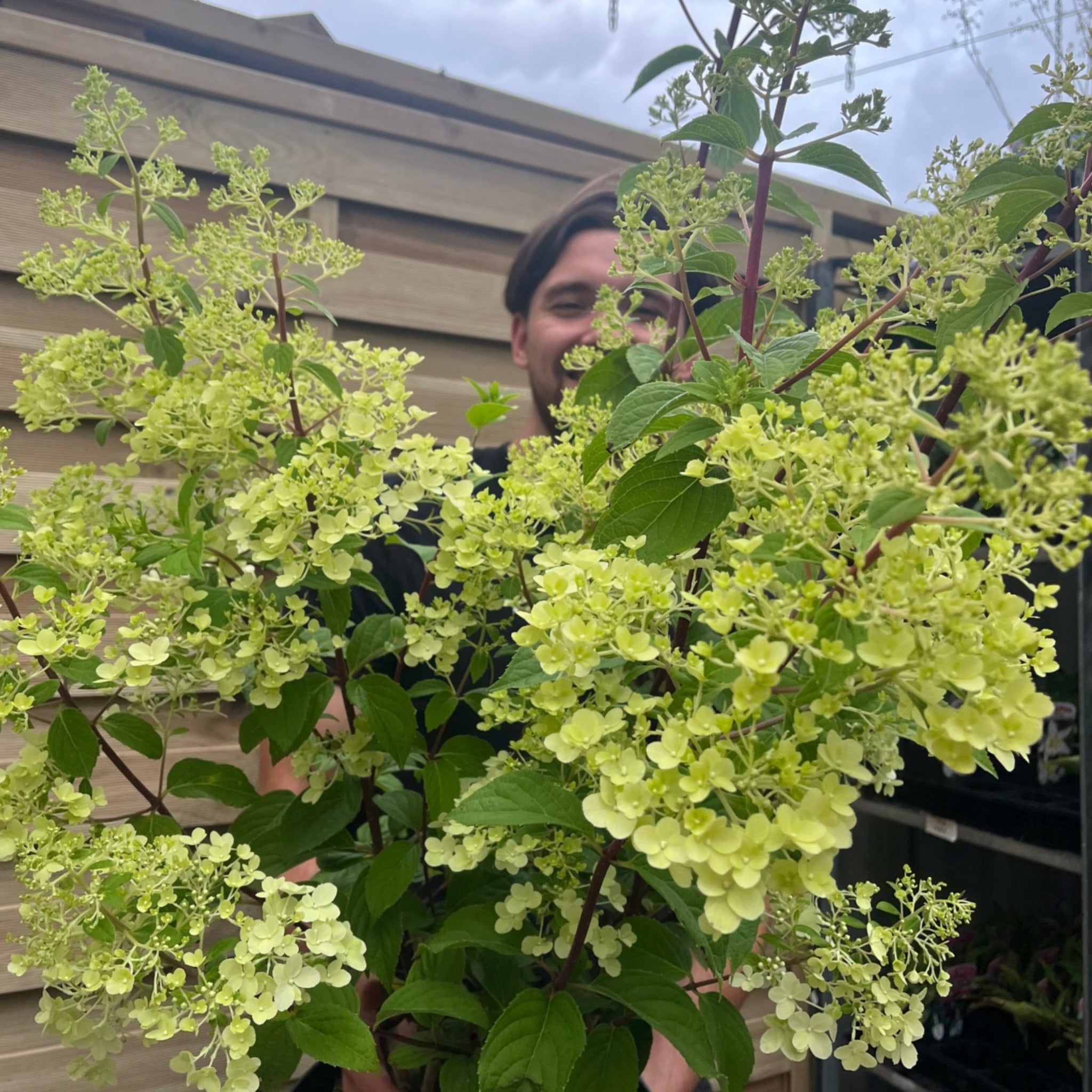 Hydrangea paniculata 'Silver Dollar' 1.5/10L