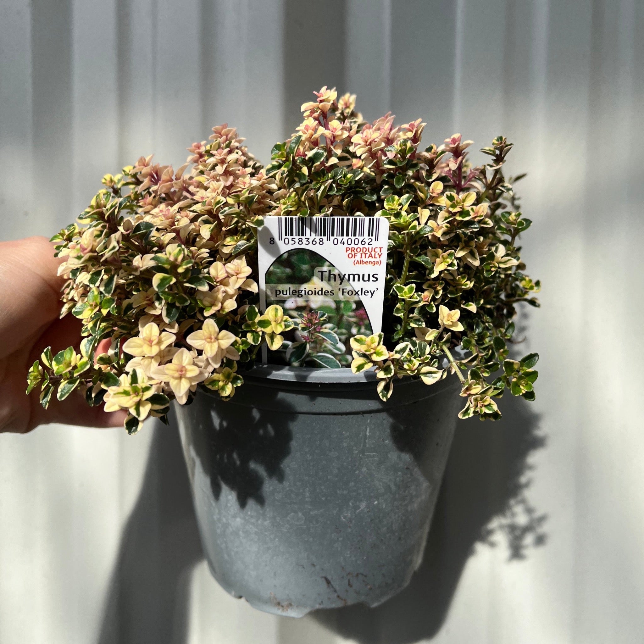 Thymus pulegioides 'Foxley' (Foxley Thyme) 1.5L