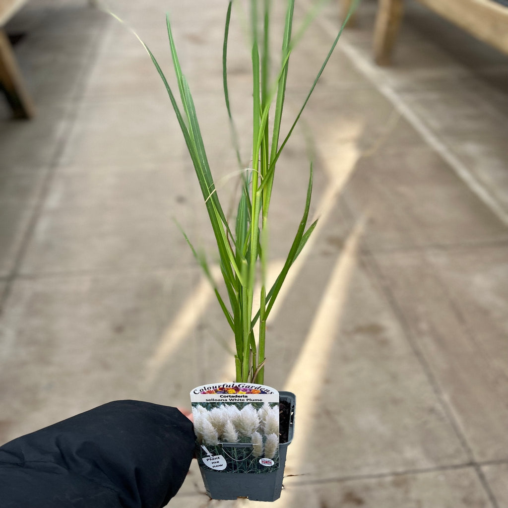 Pampas Grass - Cortaderia selloana White Plume - 40-60cm