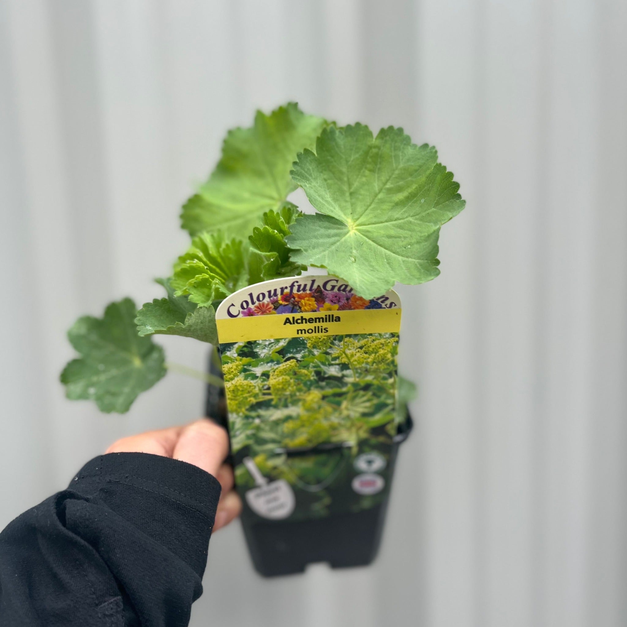 Alchemilla mollis 9cm