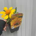 Gaillardia aristata 'Sunrita Golden Yellow' 9cm Pot
