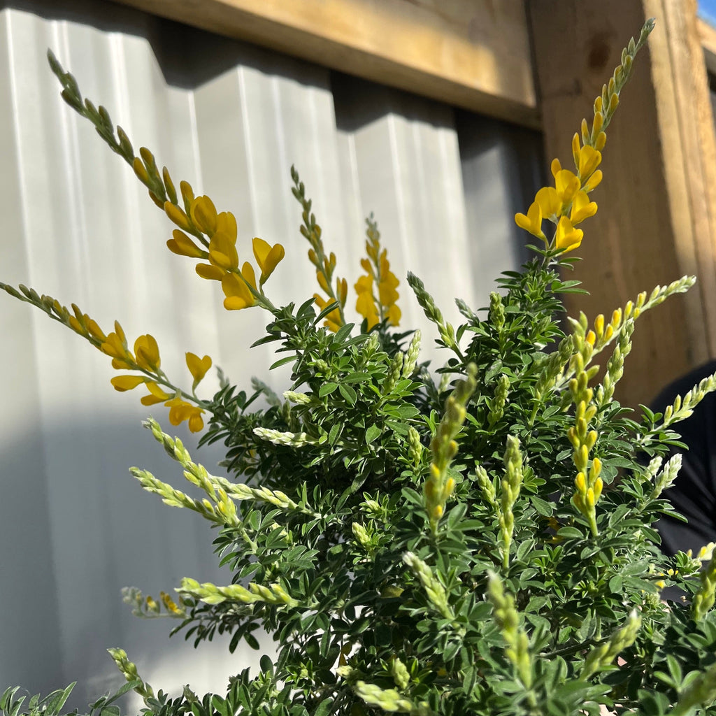 Broom Cytisus 'Racemosus' On Stem 50cm