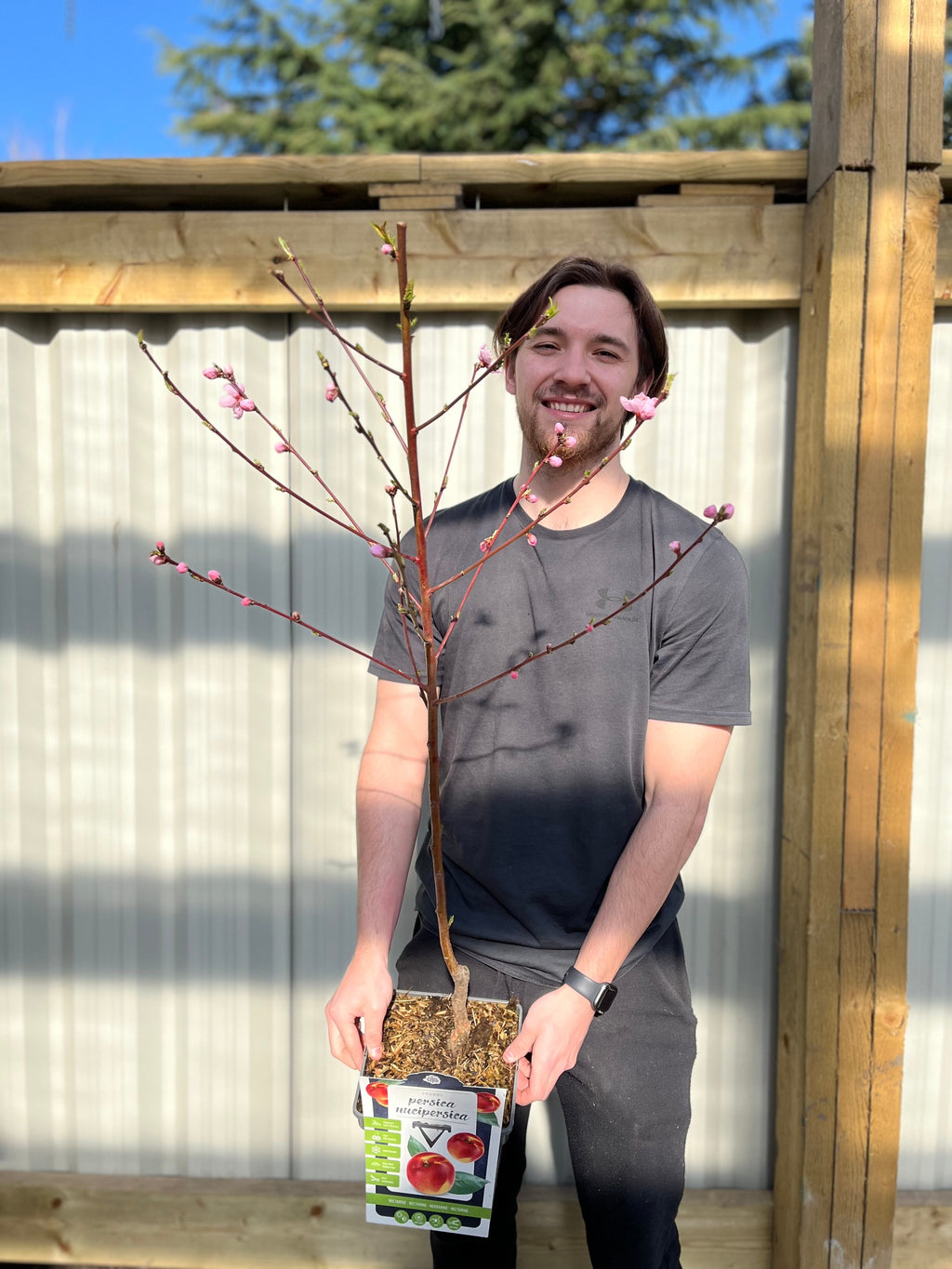 Patio Nectarine Tree - Prunus Persica nucipersica - Nectarine 1m