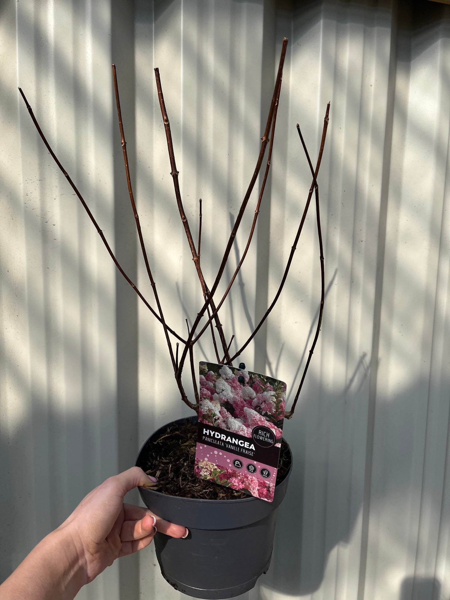 Hydrangea paniculata 'Vanille Fraise' 9cm / 2L / 3L