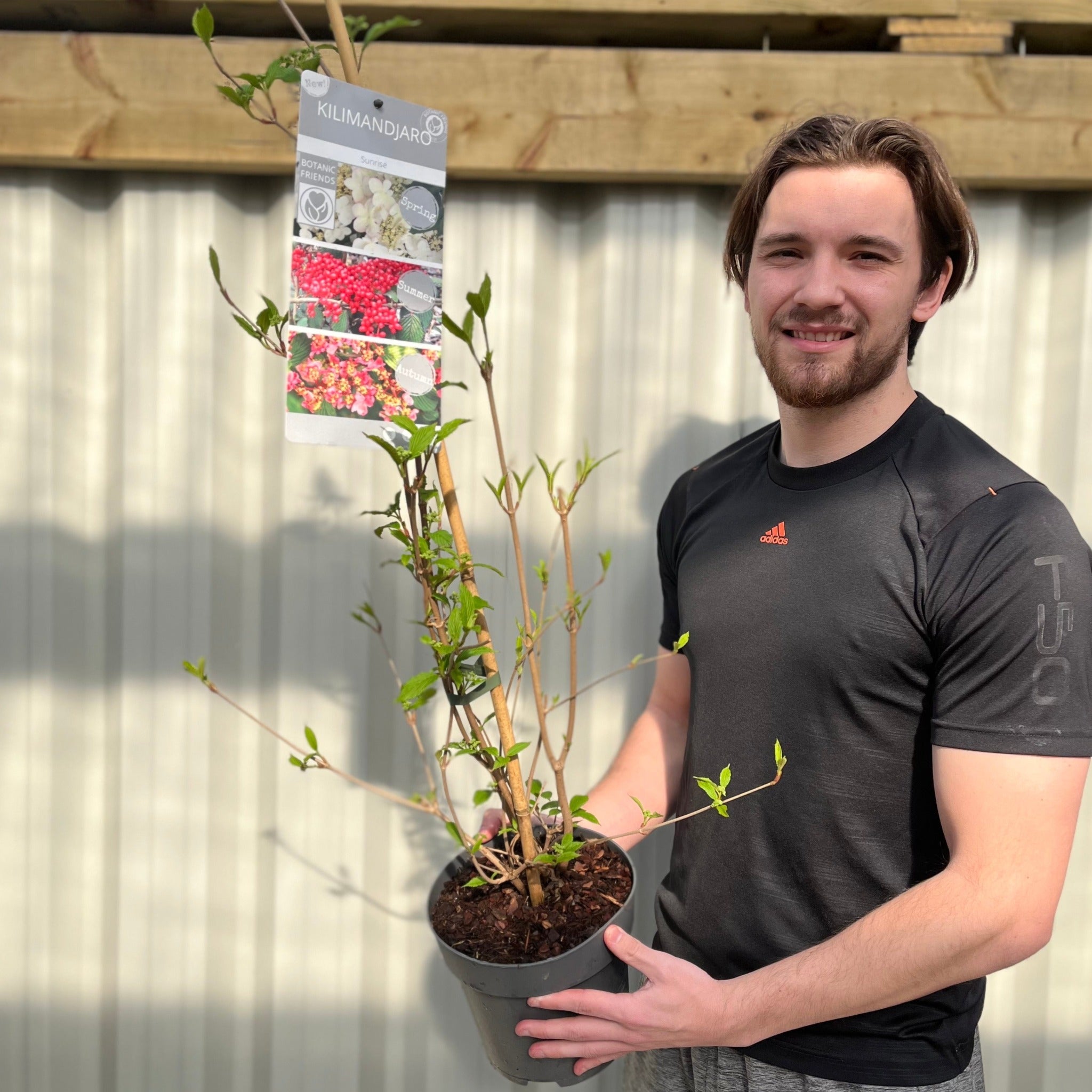 Viburnum Kilimandjaro Sunrise 100cm